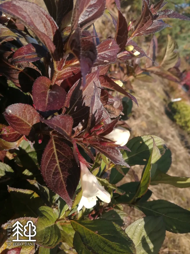 Weigela florida   'Ebony & Ivory'